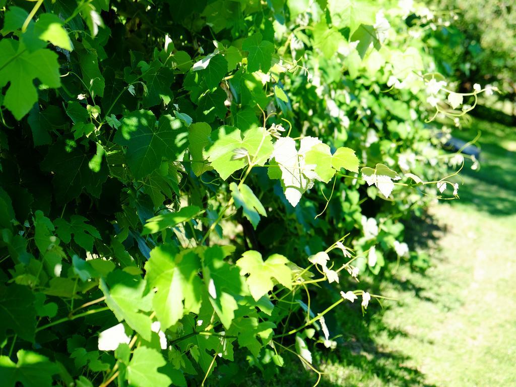 Agriturismo Villa Maria Pia Gubbio Exterior foto
